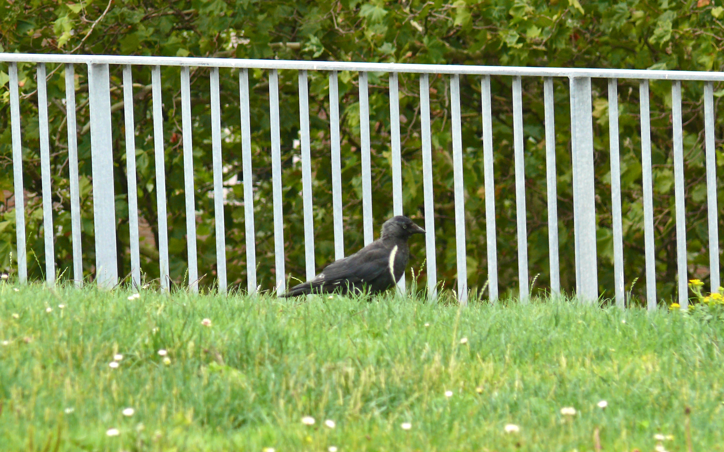 The green roof also provides habitats for birds. Grass roof with railing and raven